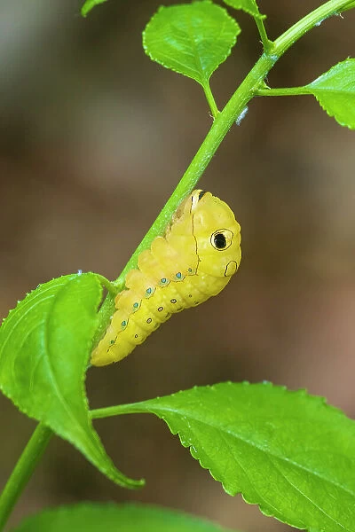 Spicebush Swallowtail caterpillar on Spicebush, Marion County, Illinois. (Editorial Use Only)