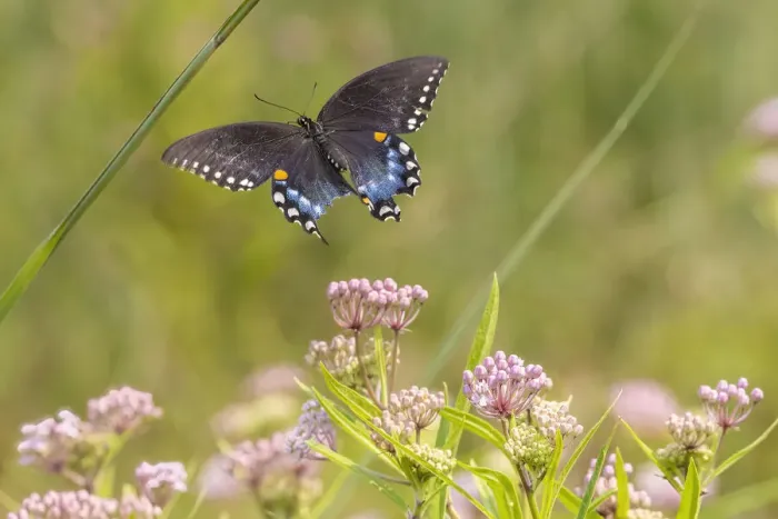 Framed Print : Spicebush swallowtail flying to swamp milkweed Framed Print : Spicebush swallowtail flying to swamp milkweed