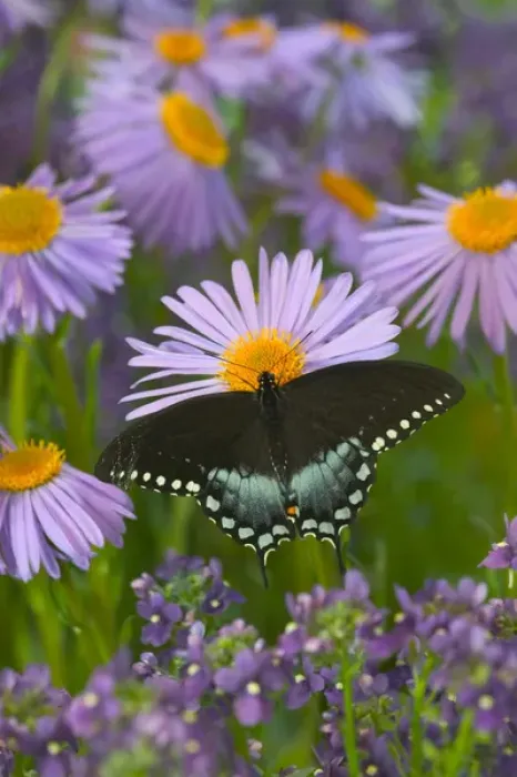 Framed Print : Spicebush Swallowtail, Papilio troilus
