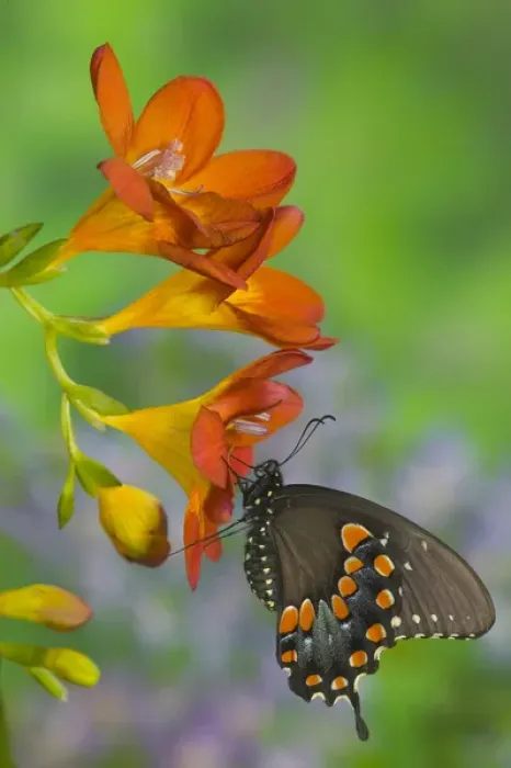Framed Print : Spicebush Swallowtail, Papilio troilus Framed Print : Spicebush Swallowtail, Papilio troilus