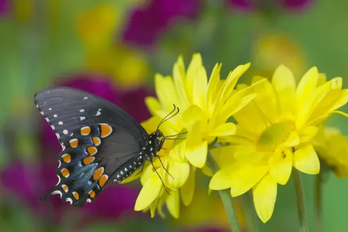 Framed Print : Spicebush Swallowtail, Papilio troilus Framed Print : Spicebush Swallowtail, Papilio troilus