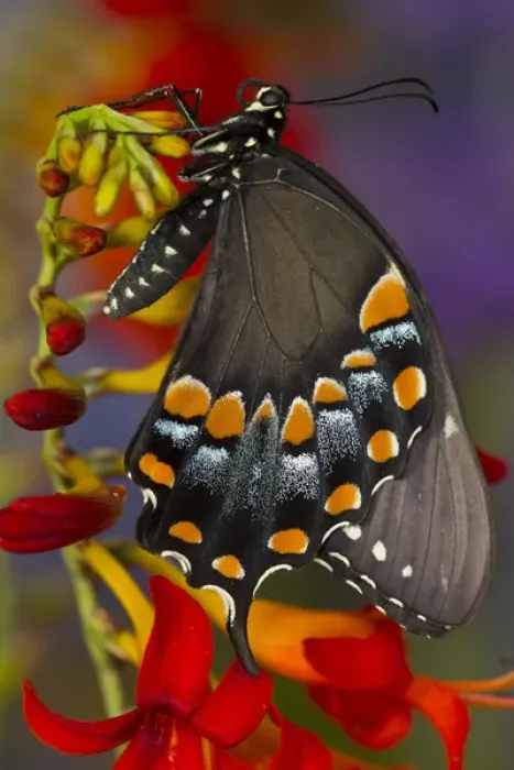 Framed Print : Spicebush Swallowtail, Papilio troilus Framed Print : Spicebush Swallowtail, Papilio troilus