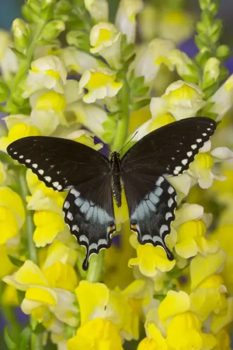 Framed Print : Spicebush Swallowtail, Papilio troilus Framed Print : Spicebush Swallowtail, Papilio troilus