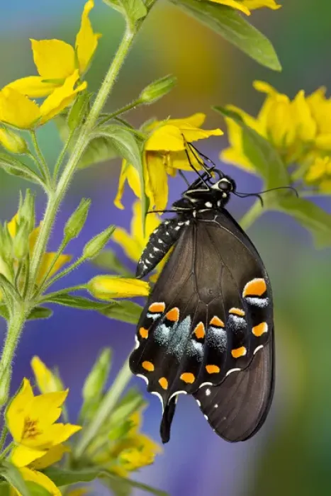 Framed Print : Spicebush Swallowtail, Papilio troilus Framed Print : Spicebush Swallowtail, Papilio troilus