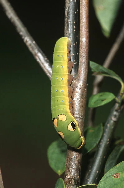Spicebush Swallowtail (Papilio troilus) caterpillar on Spicebush (Benzoin aestivale) Marion Co