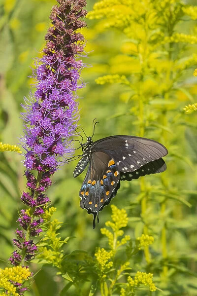 Spicebush Swallowtail (Papilio troilus) on Blazing Star (Liatris spicata) Marion County