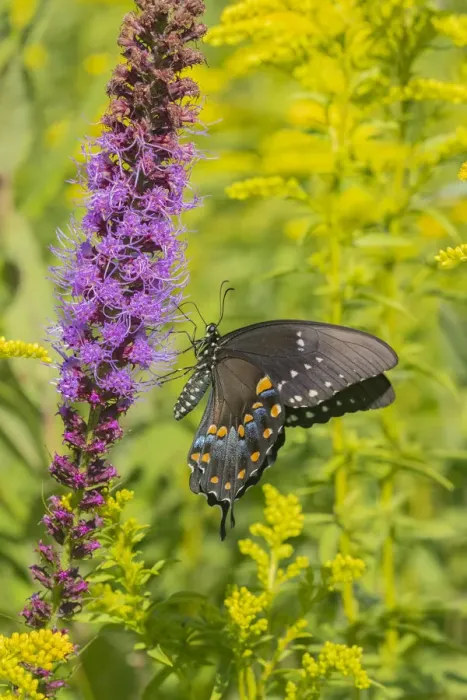Framed Print : Spicebush Swallowtail (Papilio troilus) on Blazing Star (Liatris spicata) Marion County