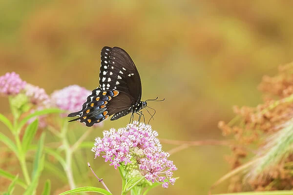 Spicebush Swallowtail on Swamp Milkweed, Marion County, Illinois. (Editorial Use Only)