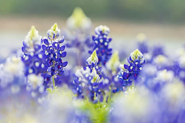 Spicewood, Texas, USA. Bluebonnet wildflowers in the Texas Hill Country