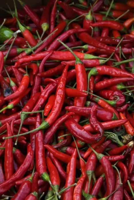 Framed Print : Spicy Hot Red Cayenne Chili Peppers Framed Print : Spicy Hot Red Cayenne Chili Peppers