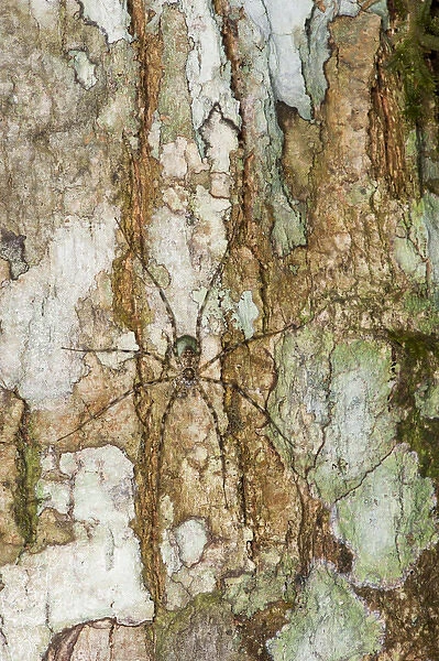 Spider with Egg Case (Arachnidae), Yasuni National Park, Amazon Rainforest, ECUADOR
