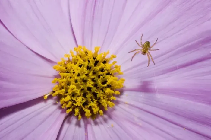 Framed Print : Spider on garden flower, Haliburton, Ontario
