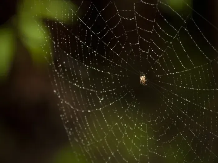 Framed Print : Spider, Loxahatchee NWR, Florida