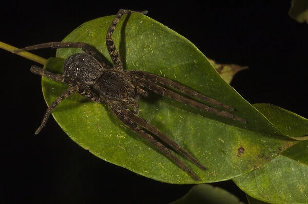 Spider Primary Rain Forest Iwokrama Reserve GUYANA. South America