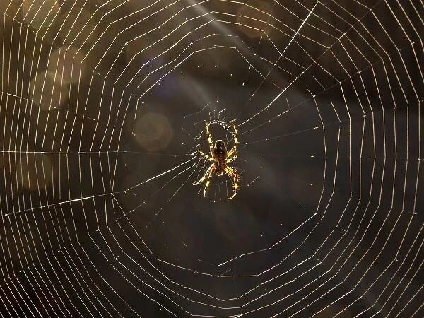 Spider in spiderweb -- orbweaver spider, Los Angeles, CA