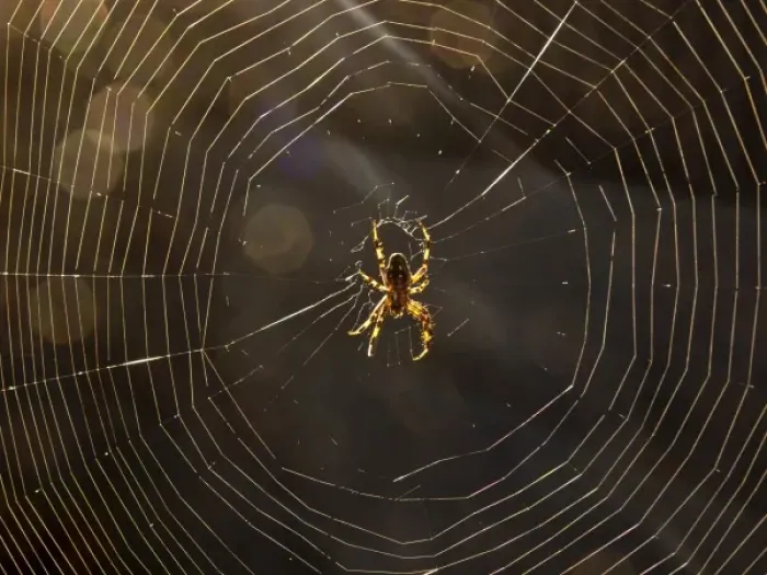 Framed Print : Spider in spiderweb -- orbweaver spider, Los Angeles, CA Framed Print : Spider in spiderweb -- orbweaver spider, Los Angeles, CA