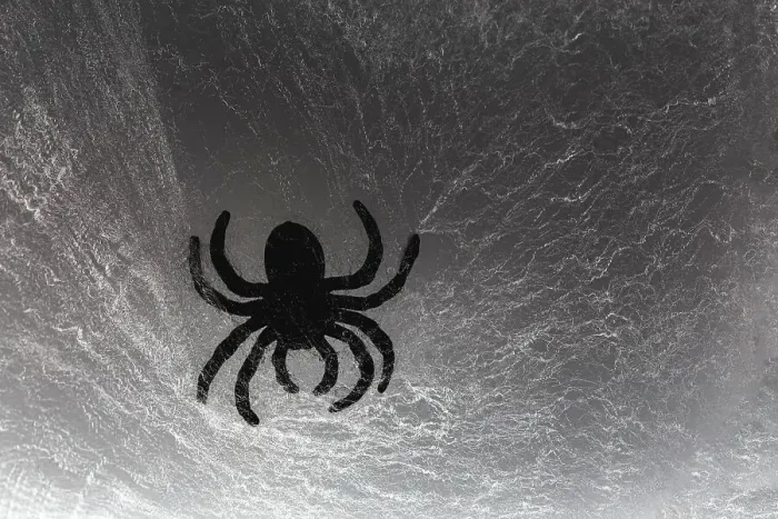Framed Print : Spider on web Framed Print : Spider on web