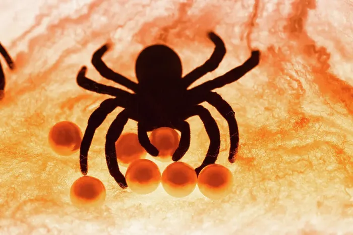 Framed Print : Spider on web
