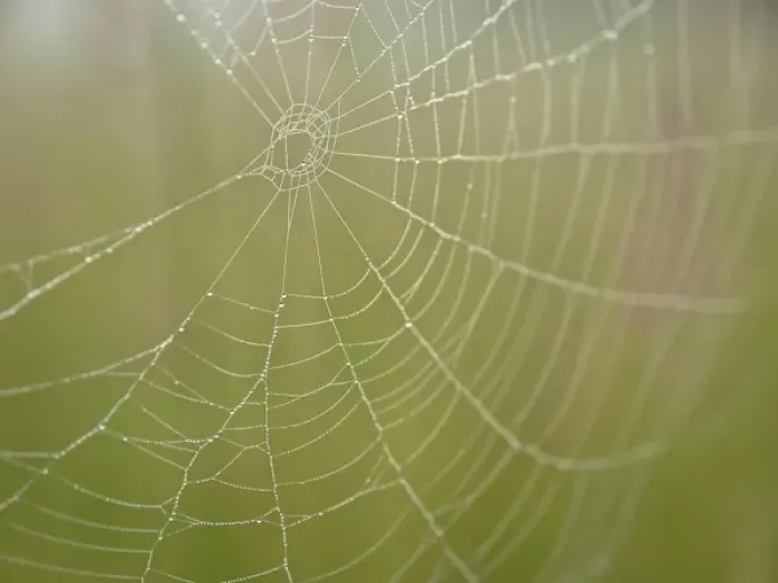 Framed Print : Spider web, Maine