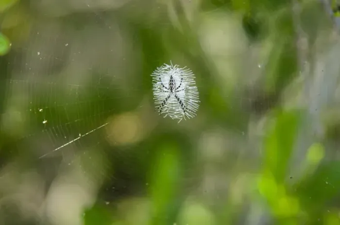Framed Print : Spider on a web, USA Framed Print : Spider on a web, USA
