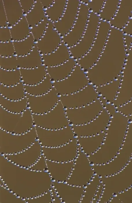 Framed Print : Spider Web, web with dew, The Inn at Chachalaca Bend, Cameron County, Rio Grande Valley Framed Print : Spider Web, web with dew, The Inn at Chachalaca Bend, Cameron County, Rio Grande Valley
