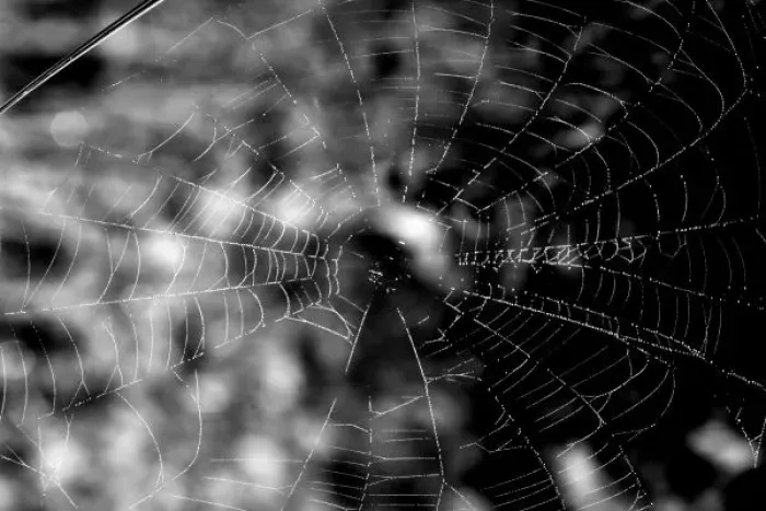 Framed Print : Spider webs make compelling shapes