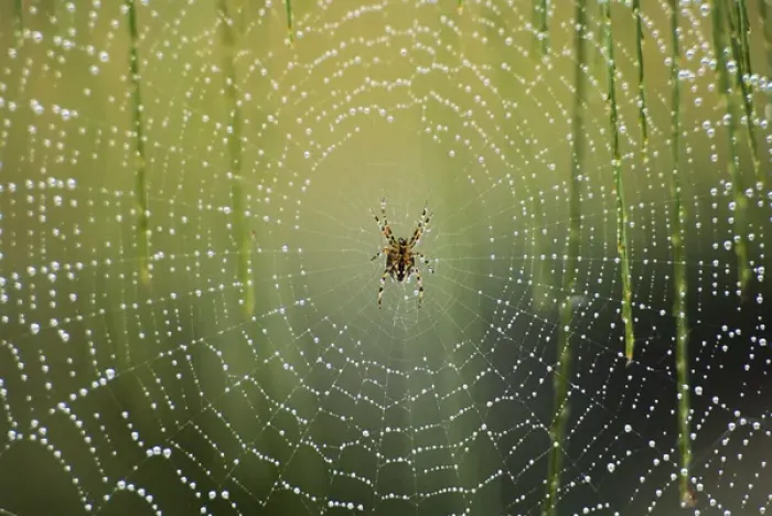 Framed Print : Spider on wet web