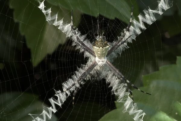 Spider and X-pattern web