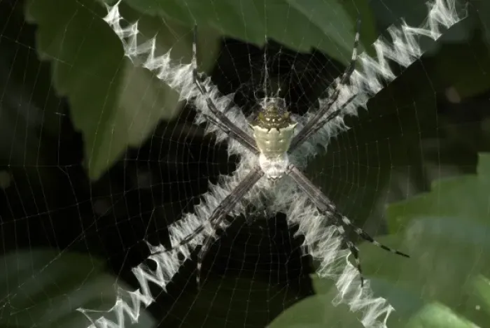 Framed Print : Spider and X-pattern web Framed Print : Spider and X-pattern web