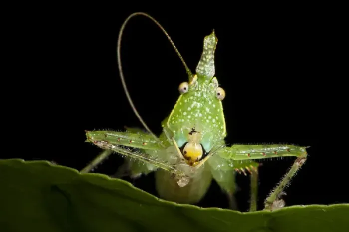 Framed Print : Spine-headed Katydid Nymph (Copiphora gracillis?), Yasuni National Park, Amazon Rainforest, ECUADOR Framed Print : Spine-headed Katydid Nymph (Copiphora gracillis?), Yasuni National Park, Amazon Rainforest, ECUADOR