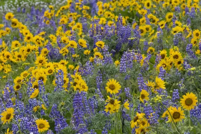 Framed Print : Spingtime bloom with mass fields of Lupine, Arrow Leaf Balsalmroot near Dalles Mountain State Park