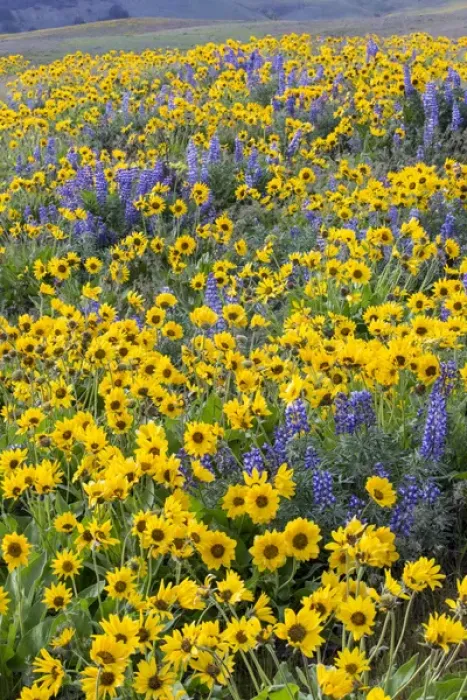 Framed Print : Spingtime bloom with mass fields of Lupine, Arrow Leaf Balsalmroot near Dalles Mountain State Park