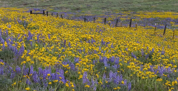 Spingtime bloom with mass fields of Lupine, Arrow Leaf Balsalmroot near Dalles Mountain