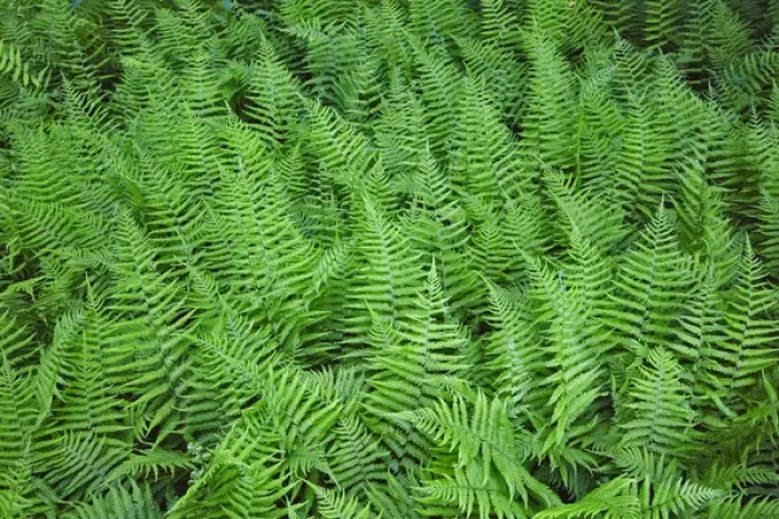 Framed Print : Spinulose Woodferns, Dryopteris carthusiana, Cades Cove, Great Smoky Mountains National Park