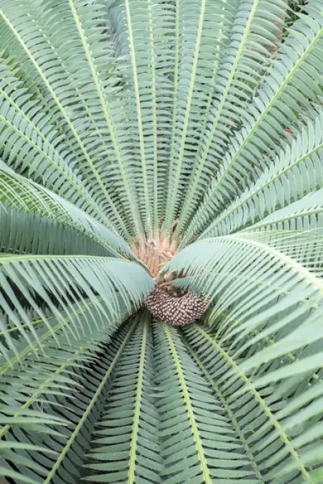 Framed Print : Spiny Dioon, Cycads, USA Framed Print : Spiny Dioon, Cycads, USA