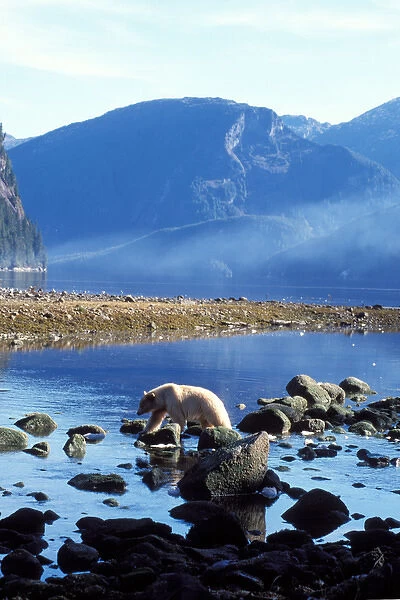 spirit bear, kermode, black bear, Ursus americanus, sow looking for salmon, central