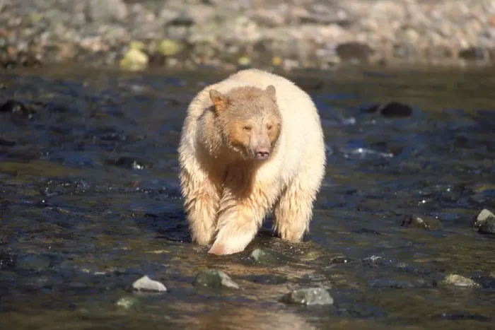 Framed Print : spirit bear, kermode, black bear, Ursus americanus, sow fishing for salmon, central Framed Print : spirit bear, kermode, black bear, Ursus americanus, sow fishing for salmon, central