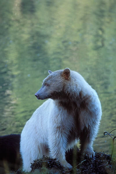 spirit bear, kermode, black bear, Ursus americanus, sow on the central British Columbia coast