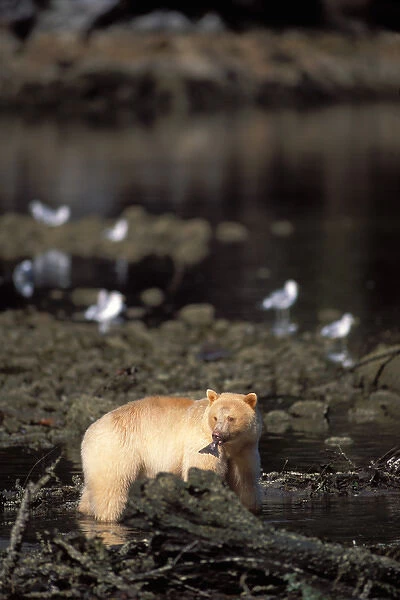 spirit bear, kermode, black bear, Ursus americanus, sow feeding on a salmon, central