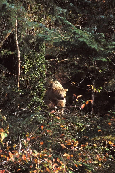 spirit bear, kermode, black bear, Ursus americanus, sow in the rainforest of the