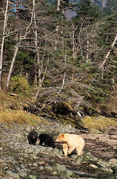 Spirit bear, kermode, black bear, Ursus americanus, sow with cubs in the rainforest
