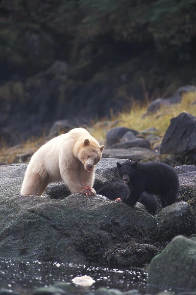 spirit bear, kermode, black bear, Ursus americanus, sow with cub eating fish, rainforest