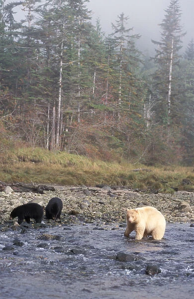 Spirit bear, kermode, black bear, Ursus americanus, sow with cubs fishing in river