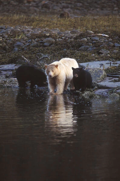 Spirit bear, kermode, black bear, Ursus americanus, sow with cubs drinking from a
