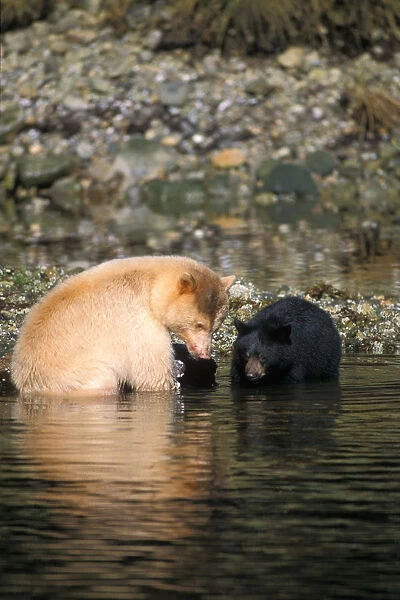 spirit bear, kermode, black bear, Ursus americanus, sow with cub fishing in river