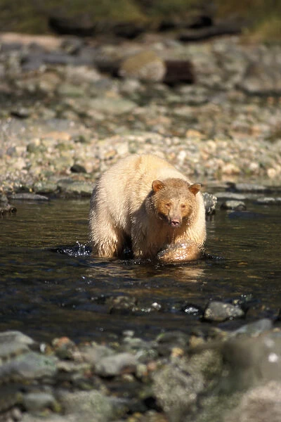 spirit bear, kermode, black bear, Ursus americanus, sow in a creek fishing for salmon