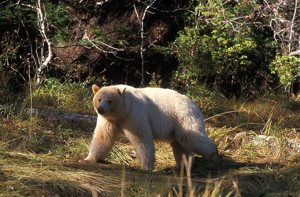 spirit bear, kermode, black bear, Ursus americanus, walking in the rainforest of