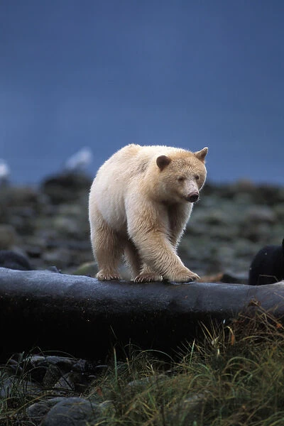 spirit bear, kermode, black bear, Ursus americanus, sow walking on a log at high tide