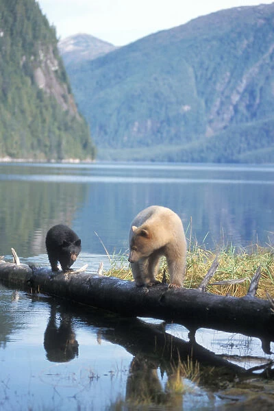 spirit bear, kermode, black bear, Ursus americanus, sow with cub walking on a log at high tide