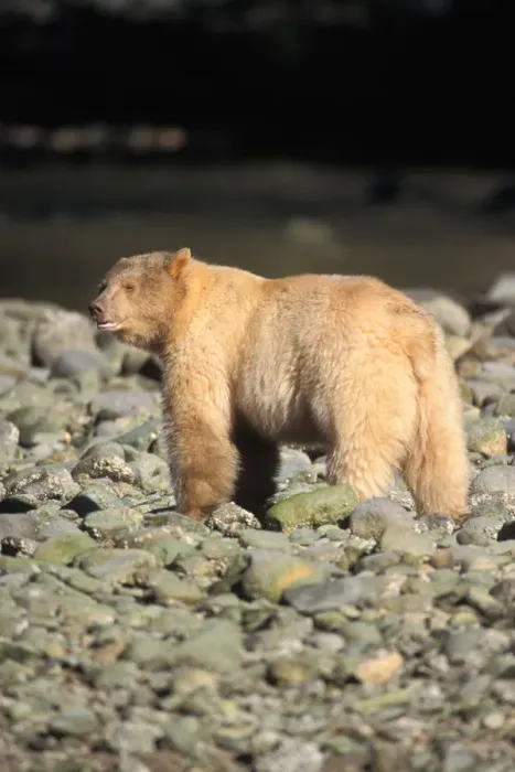 Framed Print : spirit bear, kermode, black bear, Ursus americanus, sow along beach in the rainforest Framed Print : spirit bear, kermode, black bear, Ursus americanus, sow along beach in the rainforest